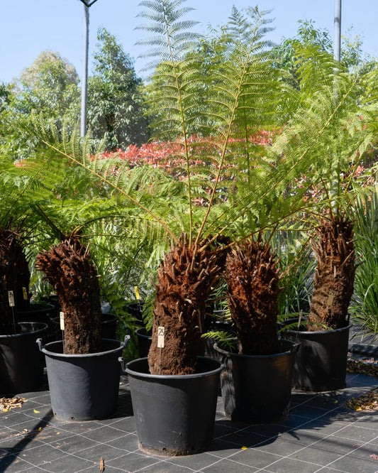 Dicksonia antarctica