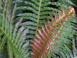 Blechnum brasiliense 'Volcano'