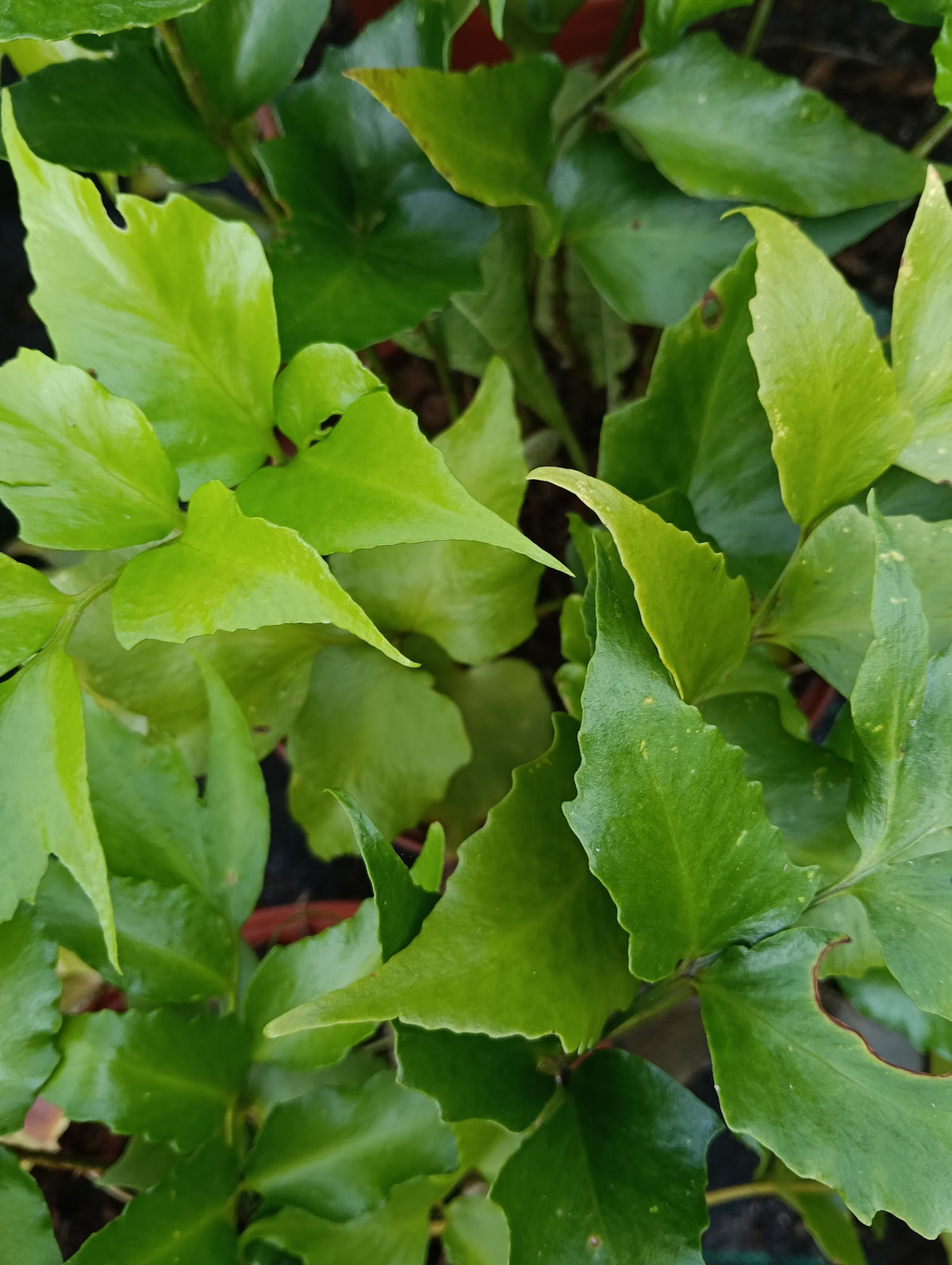 Cyrtomium falcatum
