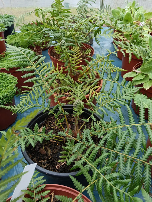 Dicksonia antarctica - 2 Litre young plant