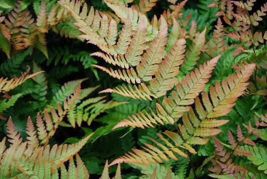Dryopteris erythrosora