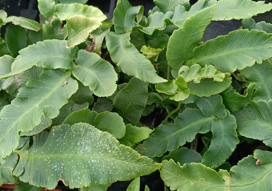 Dryopteris sieboldii