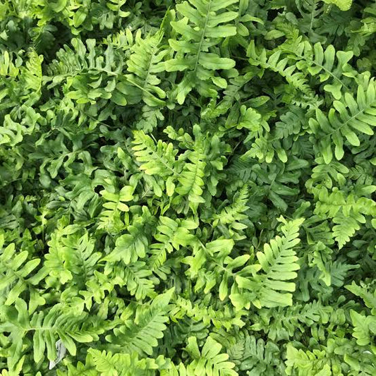 Polypodium vulgare 'Bifido Multifidum'