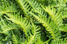 Polypodium vulgare