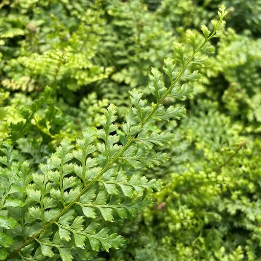 Polystichum setiferum 'Herrenhausen'