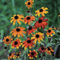 Rudbeckia triloba 'Prairie Glow' (3 Pack)