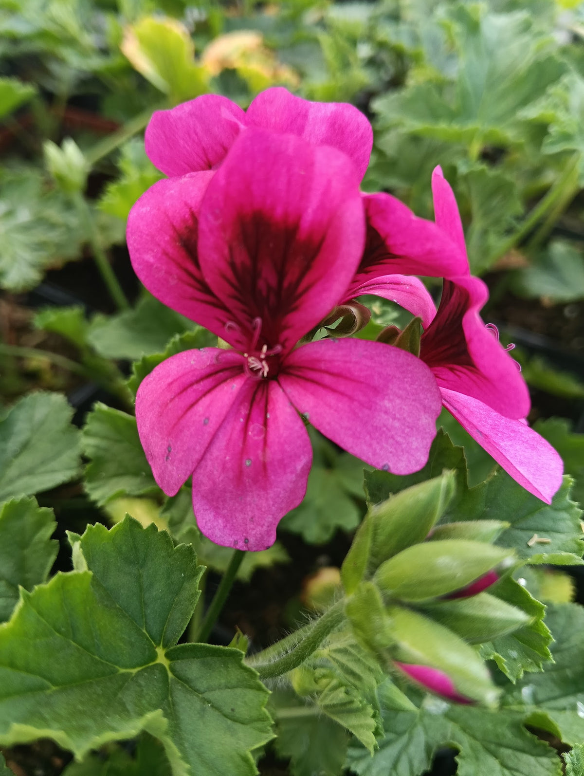 Pelargonium 'Ashby'