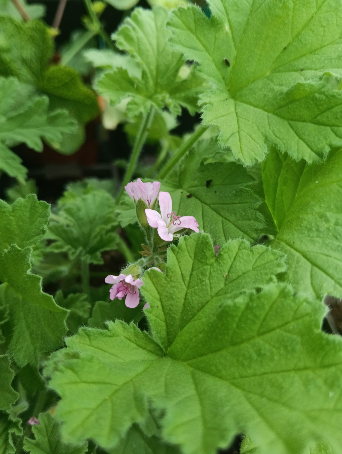 Pelargonium 'Atomic Snowflake'