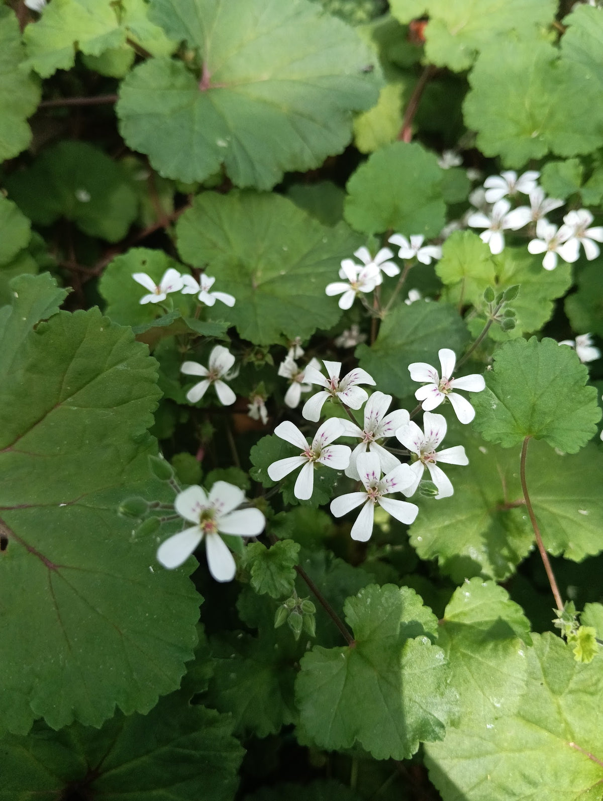 Pelargonium 'Australe'