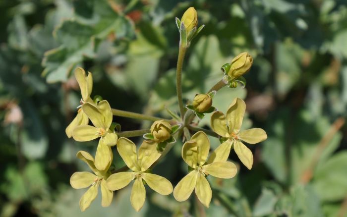 Pelargonium gibbosum