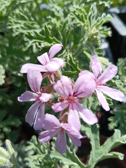 Pelargonium 'Grey Lady Plymouth' - single plant 1.5L