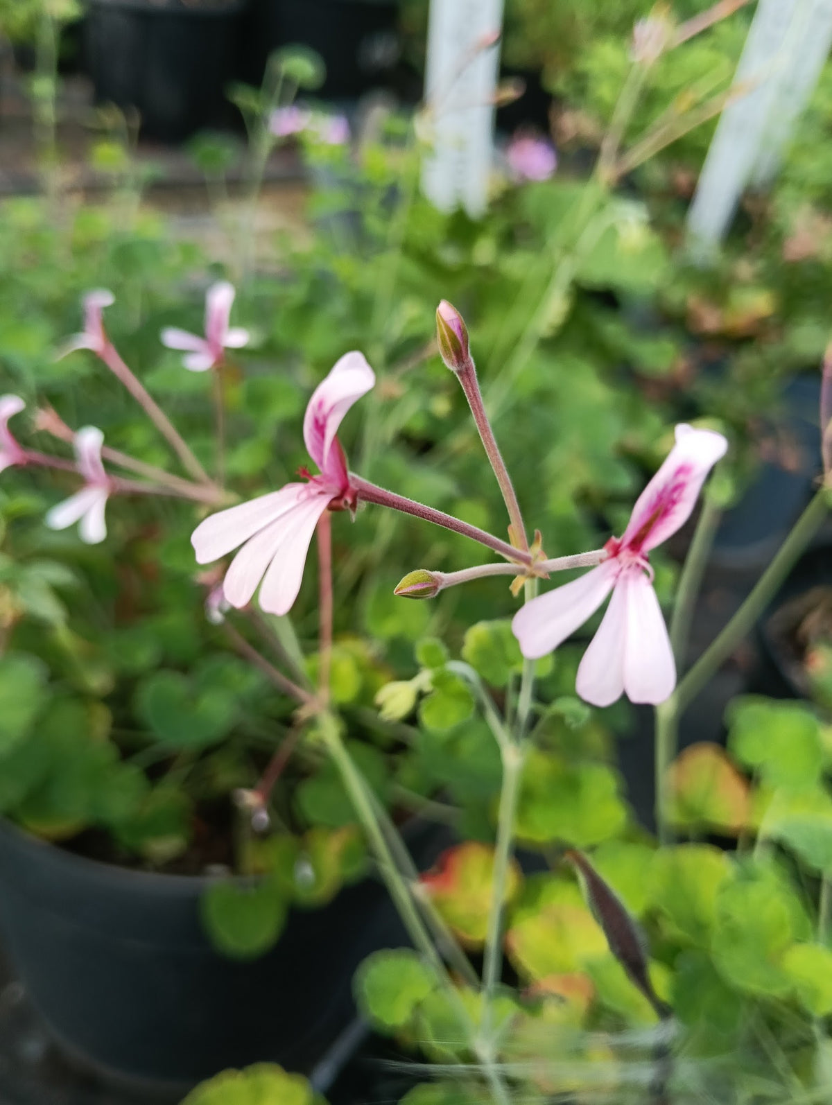 Pelargonium 'Lavender Lindy'
