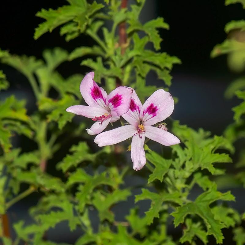 Pelargonium 'Lemon Kiss' - single plant 1.5L