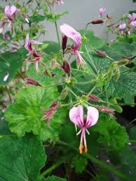 Pelargonium papilionaceum