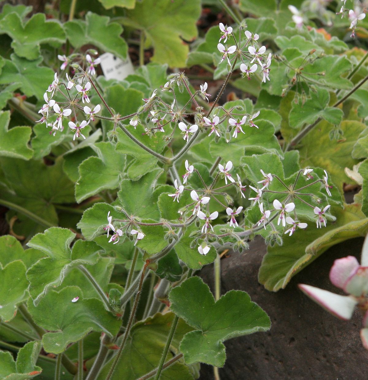 Pelargonium tomentosum - single plant 1.5L