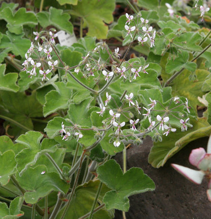 Pelargonium tomentosum - single plant 1.5L