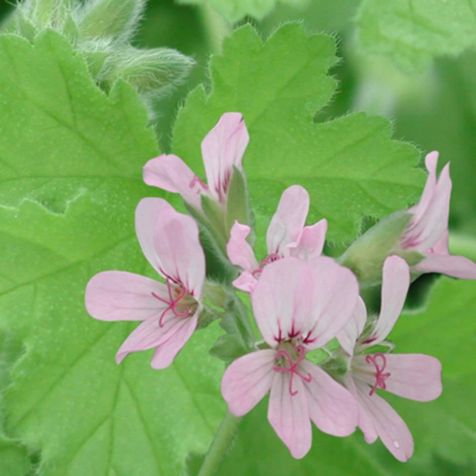 Pelargonium 'Attar of Roses'