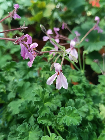 Pelargonium 'Brilliantine' - pack of 3
