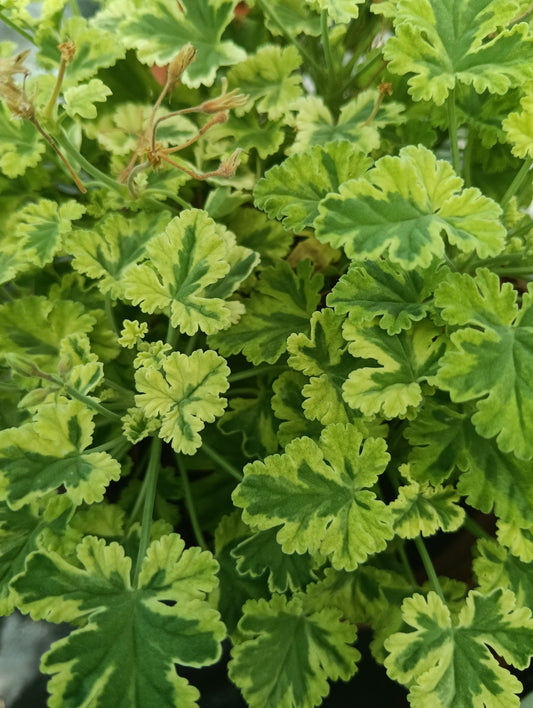 Pelargonium 'Creamy Nutmeg'