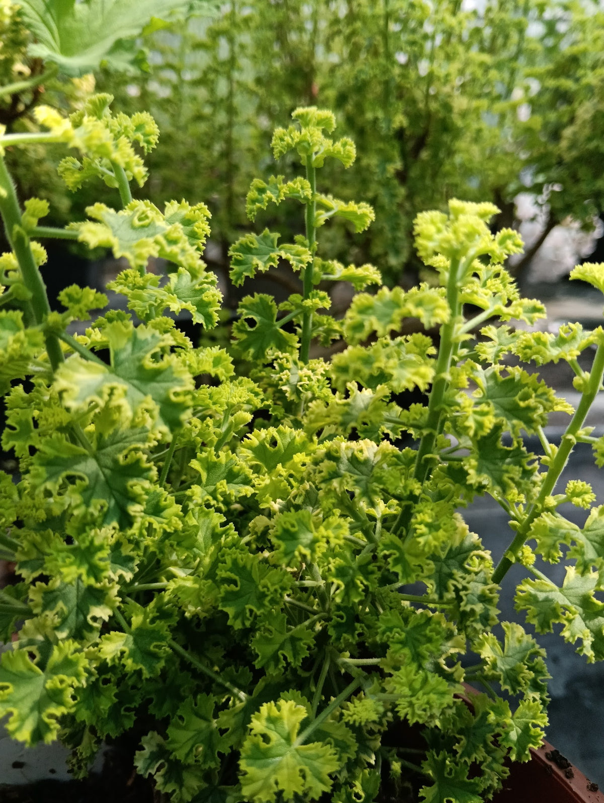 Pelargonium crispum 'Cy's Sunburst'