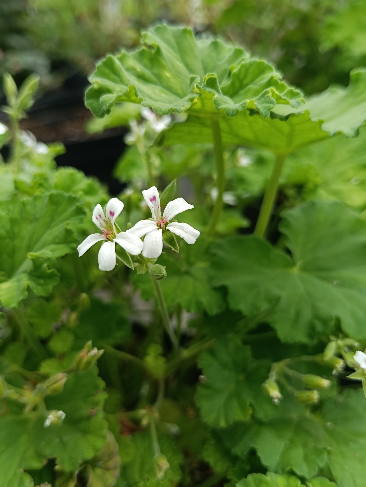 Pelargonium 'Fragrans'