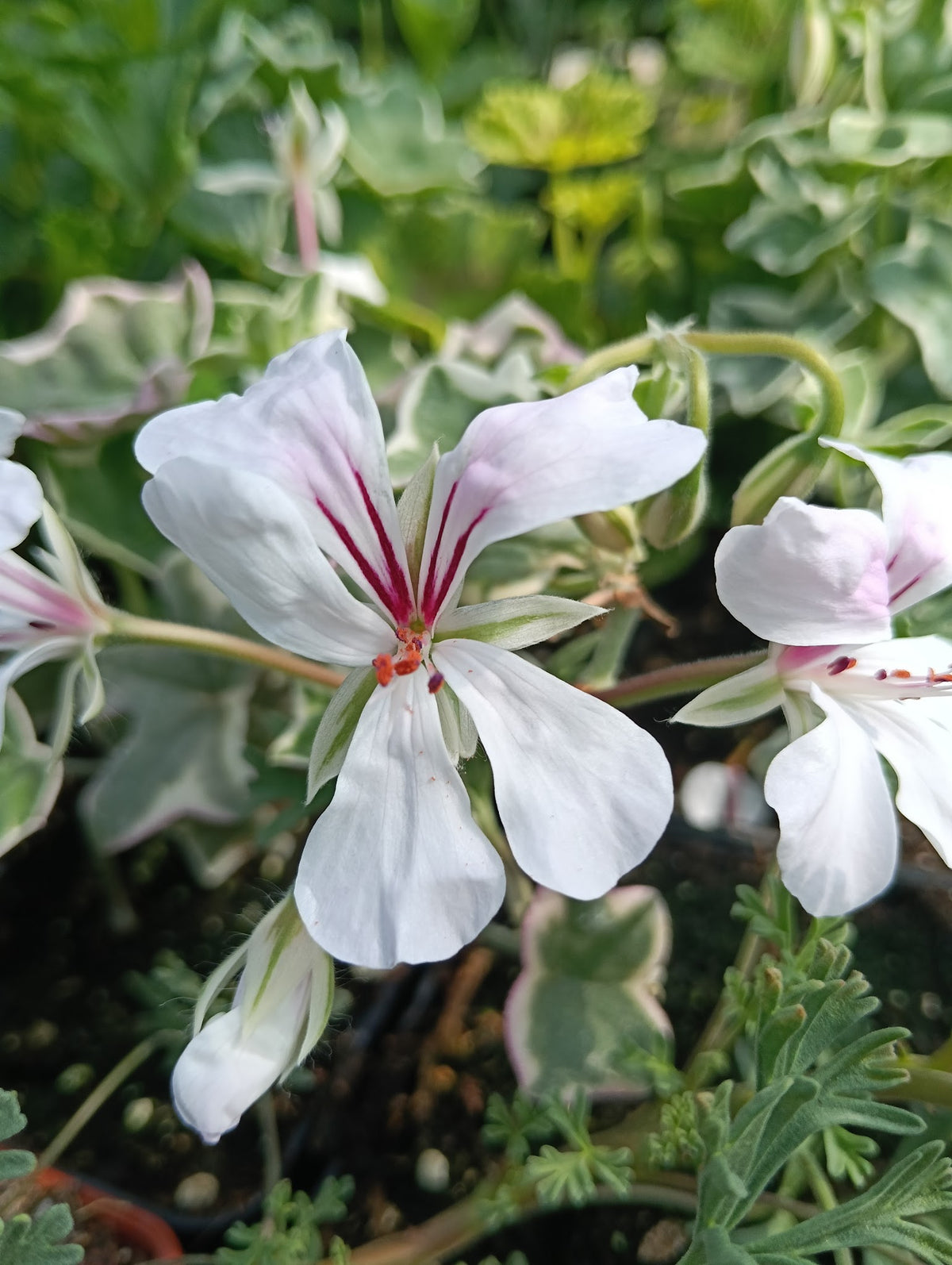 Pelargonium 'L'Elegante'