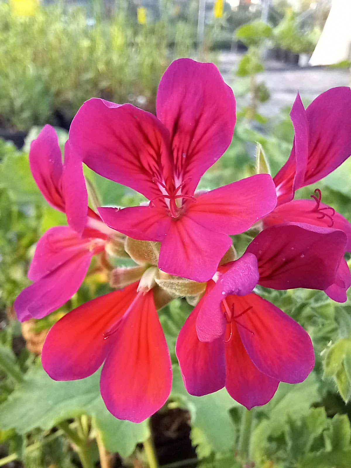 Pelargonium 'Moore's Victory'