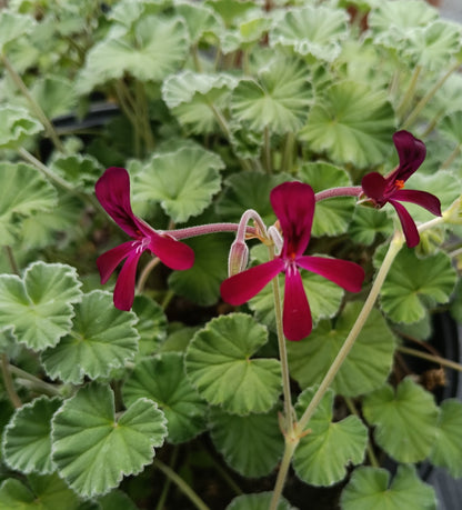 Pelargonium sidoides - pack of 3