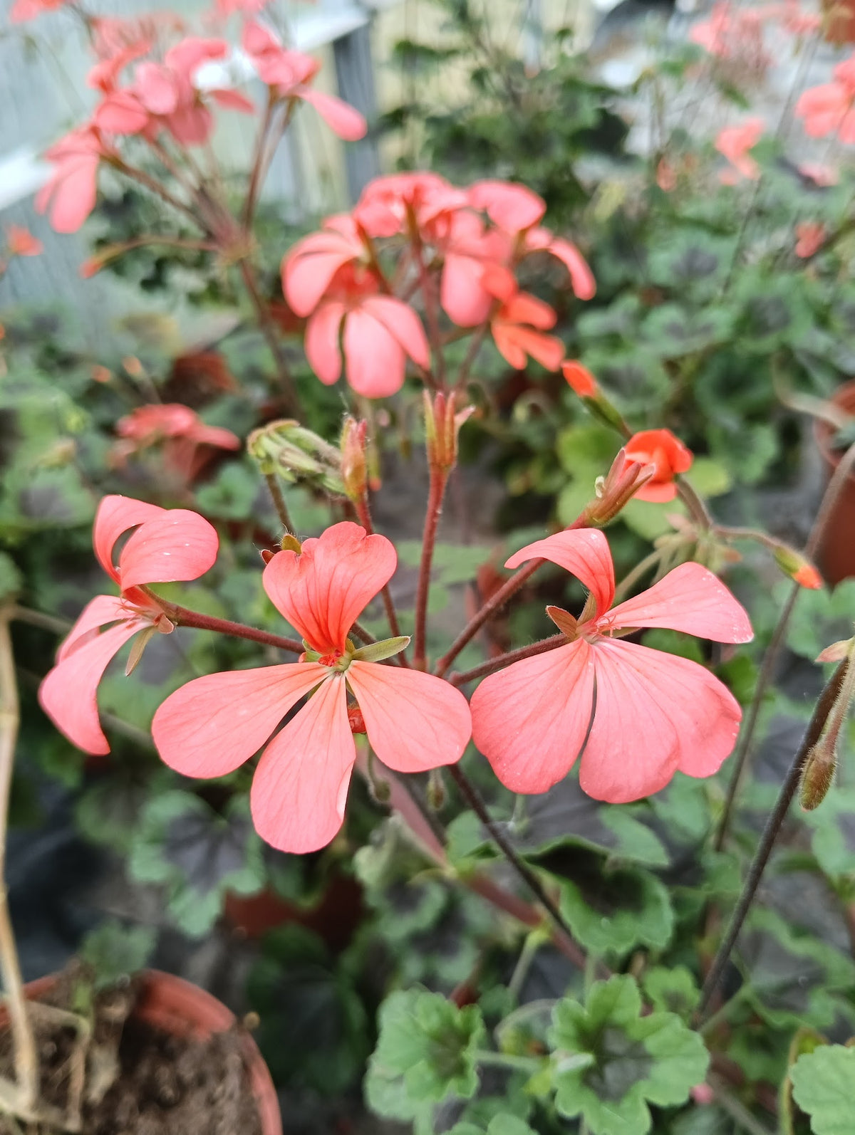 Pelargonium 'The Boar'