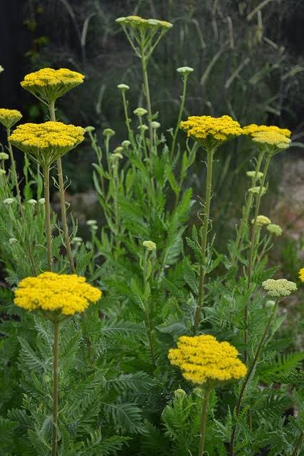 Achillea filipendulina 'Gold Plate'