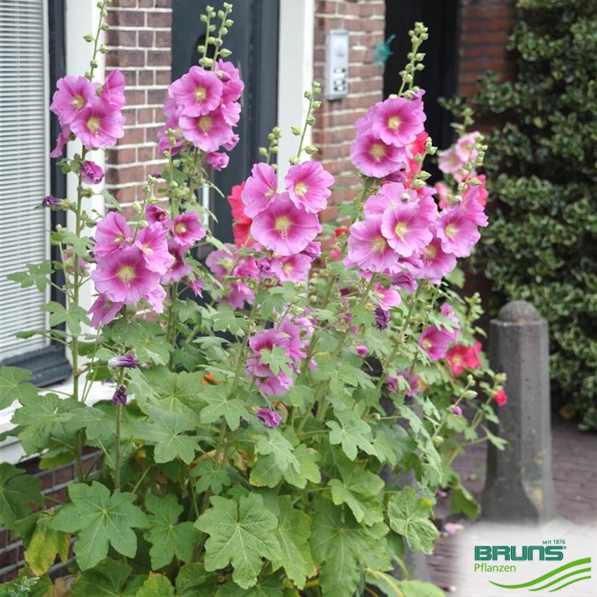 Alcea ficifolia