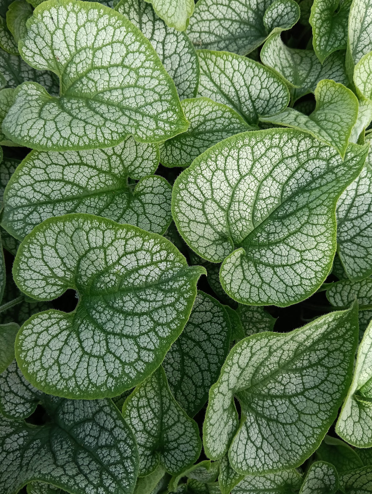 Brunnera 'Alexander's Great'