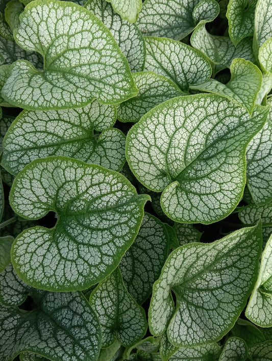 Brunnera 'Alexander's Great'