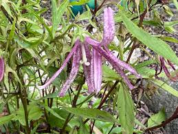 Campanula punctata 'Pink Octopus'