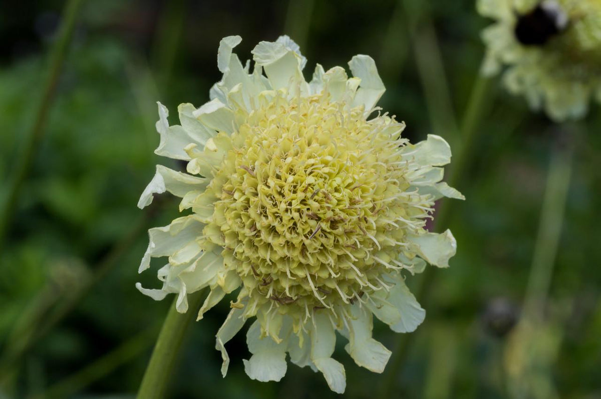 Cephalaria balansae