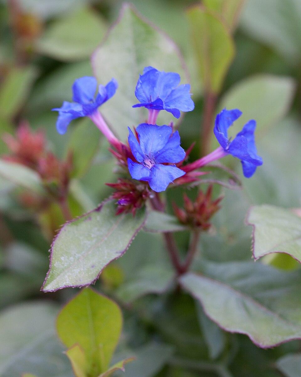 Ceratostigma plumbaginoides