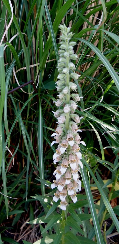 Digitalis lanata