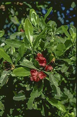 Dodonaea viscosa
