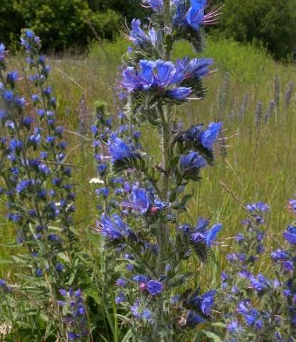 Echium vulgare