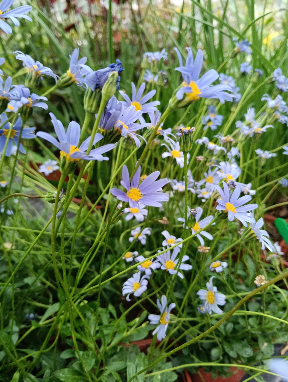 Felicia amelloides 'Forever Blue'