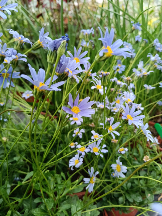 Felicia amelloides 'Forever Blue'