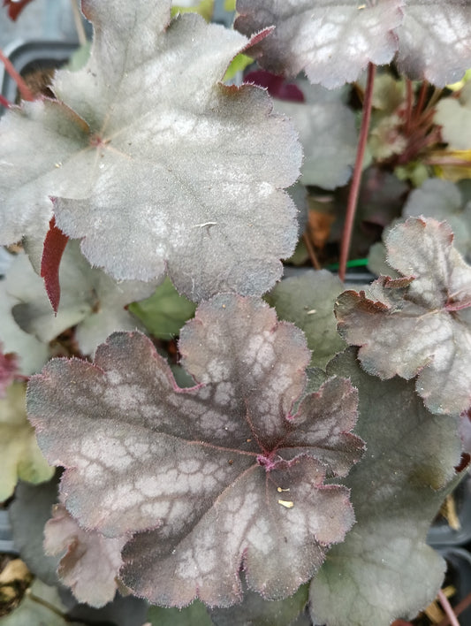Heuchera 'Can Can'