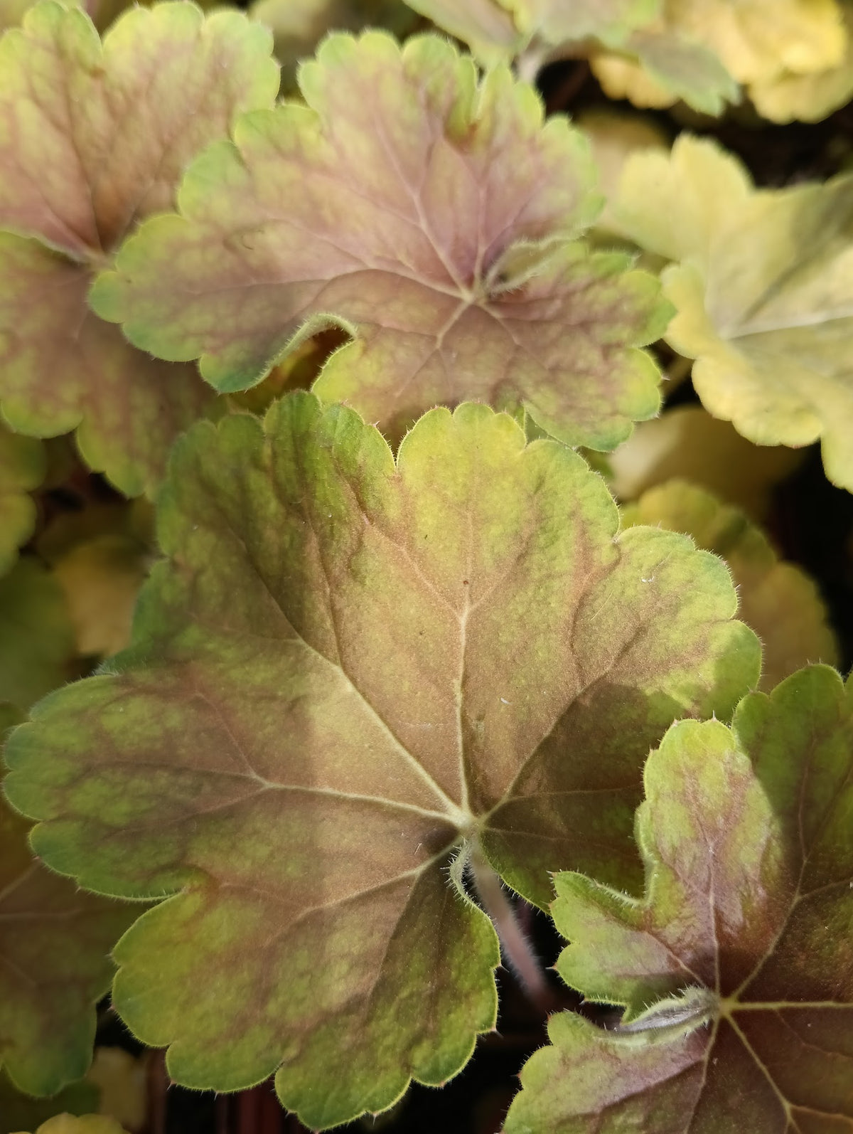 Heuchera 'Delta Dawn'