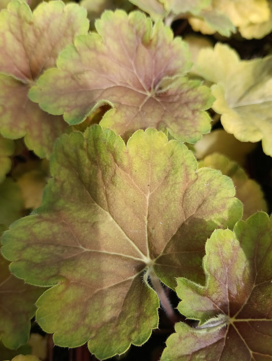 Heuchera 'Delta Dawn'