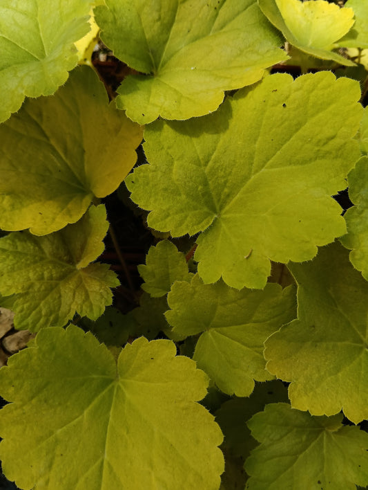 Heuchera 'Electric Lime'