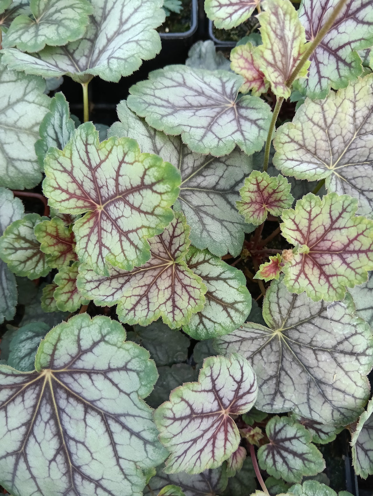 Heuchera 'Green Spice'