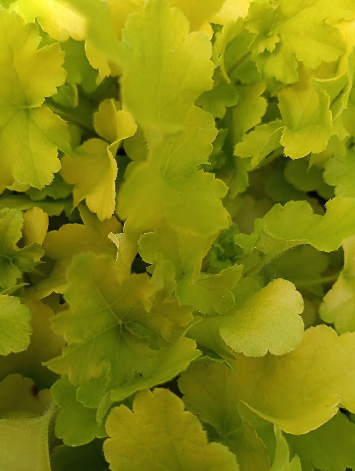 Heuchera 'Lime Marmalade'