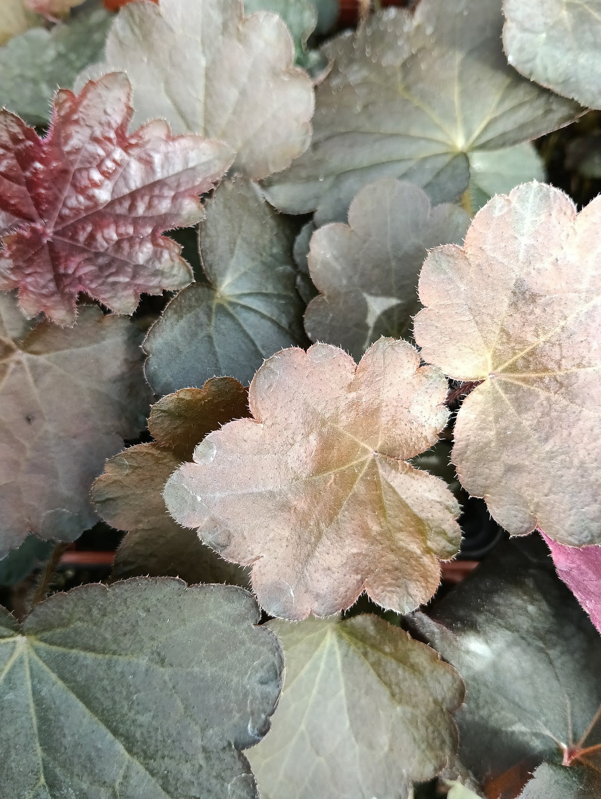 Heuchera 'Palace Purple'