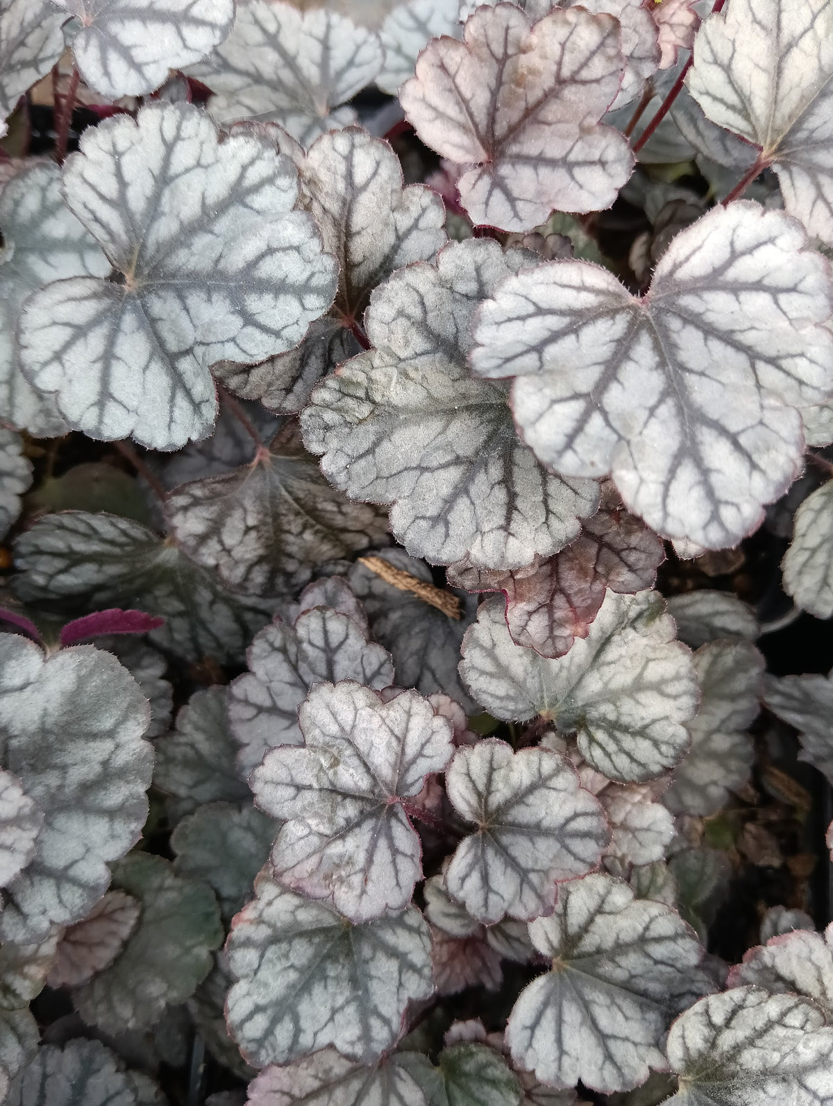 Heuchera 'Sugar Frosting'