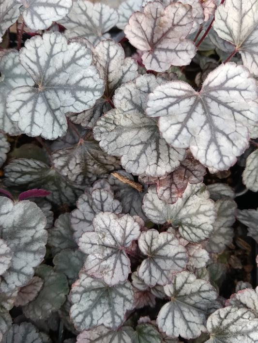 Heuchera 'Sugar Frosting'